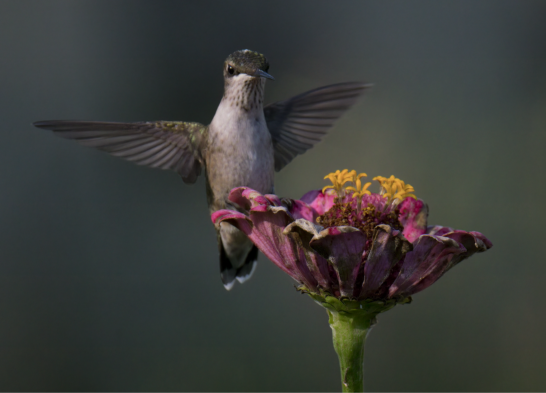 Ruby-breasted Hummingbird approaching Zinnia flower.